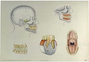 Das menschliche Gebiß.
