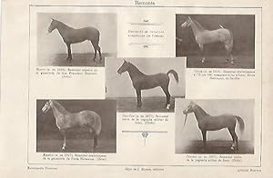Imagen del vendedor de LAMINA ESPASA 1012: Deposito de caballos sementales de Cordoba a la venta por EL BOLETIN