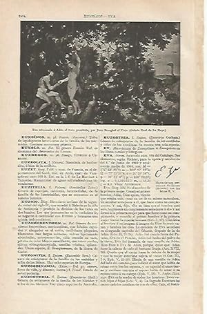 Seller image for LAMINA ESPASA 16451: Eva ofreciendo a Adan el fruto prohibido por Brueghel el Viejo for sale by EL BOLETIN