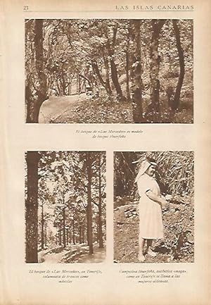 Seller image for LAMINA 5447: Bosque de Las Mercedes for sale by EL BOLETIN