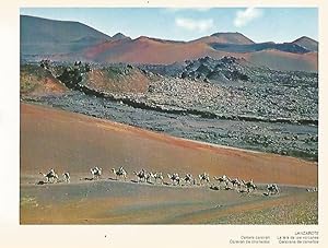 Imagen del vendedor de LAMINA 1692: LANZAROTE. Caravana de camellos a la venta por EL BOLETIN