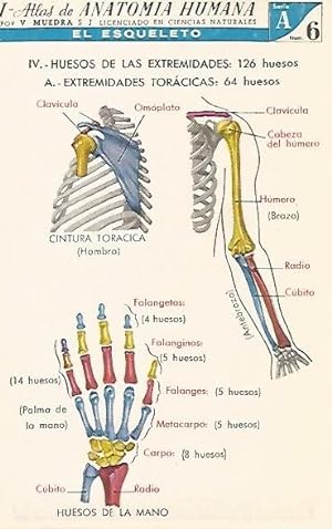 Imagen del vendedor de LAMINA 2152: El esqueleto. Extremidades toracicas. Serie A numero 6 a la venta por EL BOLETIN