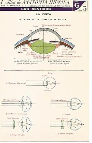 Imagen del vendedor de LAMINA 2161: Los sentidos. La vista. Serie G numero 3 a la venta por EL BOLETIN