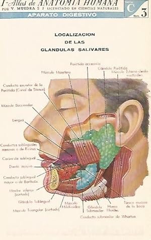 Imagen del vendedor de LAMINA 2141: Aparato digestivo. Glandulas salivares. Serie C numero 3 a la venta por EL BOLETIN