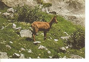 Seller image for Postal 048510 : Fauna Iberica. Ruprcapra (Reveco Sarrio) for sale by EL BOLETIN