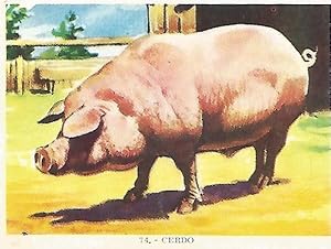 Seller image for CROMO no 74. Cerdo for sale by EL BOLETIN