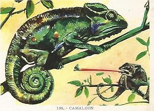 Seller image for CROMO no 198. Camaleon for sale by EL BOLETIN