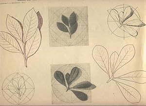 Immagine del venditore per Lamina 14: Disegni dal vero di elementi naturali con traccia di reticolo venduto da EL BOLETIN