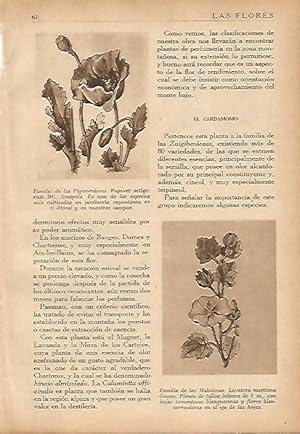 Seller image for LAMINA 5498: Papaver setigerum y Lavatera maritima for sale by EL BOLETIN