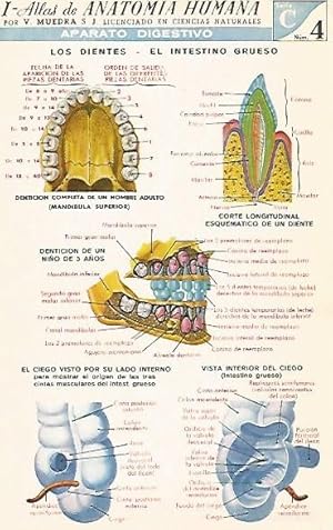 Immagine del venditore per LAMINA 2142: Aparato digestivo: Los dientes. El intestino grueso. Serie C numero 4 venduto da EL BOLETIN