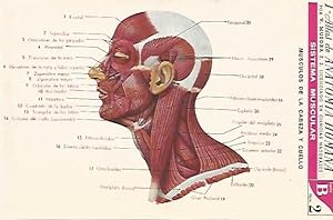 Immagine del venditore per LAMINA 2156: Sistema muscular. Cabeza y cuello. Serie B numero 2 venduto da EL BOLETIN