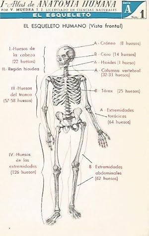 Imagen del vendedor de LAMINA 2158: El esqueleto. Vista frontal. Serie A numero 1 a la venta por EL BOLETIN