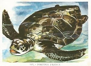 Seller image for CROMO no 203. Tortuga franca for sale by EL BOLETIN