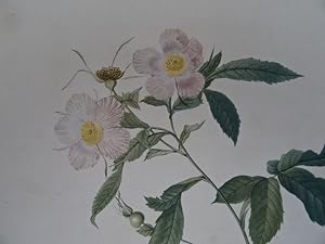 Seller image for Rosa Alpina flore variegato. Rosier des Alpes  fleurs panaches. Kolorierter Kupferstich in Punktiermanier aus: Les Roses, Paris, 1824. 35 x 25,5 cm. for sale by Antiquariat Daniel Schramm e.K.