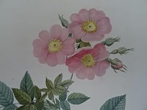 Seller image for Rosa Collina fastigiata. Rosier Nivelle. Kolorierter Kupferstich in Punktiermanier aus: 'Les Roses', Paris, 1824. 35 x 25,5 cm. for sale by Antiquariat Daniel Schramm e.K.