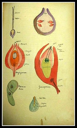 Bild des Verkufers fr Compendio di Botanica - Con dibujos originales de Ing Humberto Paoli Lucca zum Verkauf von Eduardo Martnez Moreira