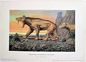 Antique Chromolighograph. Prehistoric Sabre Tooth Lion