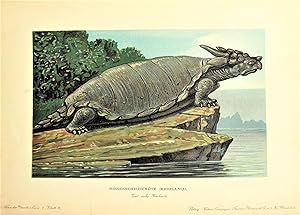 Antique Chromolighograph. Prehistoric Dinosaur Turtle Meiolania