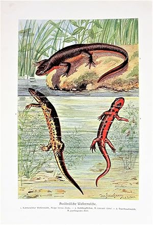 Antique Chromolithograph. Lizards, Salamanders, Newts