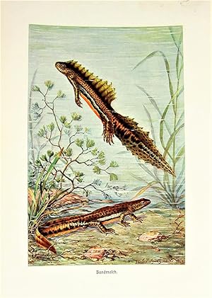 Antique Chromolithograph. Water Lizards