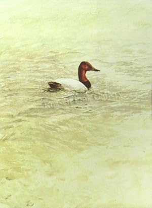 "Canvasback" Fine limited edition print SIGNED