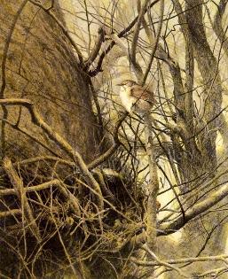 WINTER WREN; A Fine Limited Edition Print SIGNED by Ray Harris-Ching