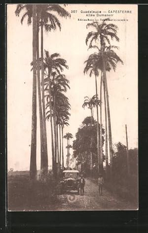 Postcard Guadeloupe-Capesterre, Allee Dumanoir, Auto unter Palmen