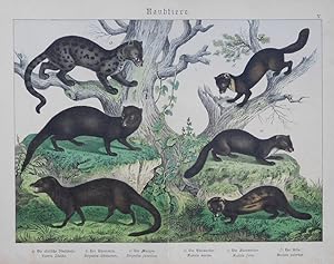 Seller image for Die asiatische Zibethkatze (Viverra Zibetha), Der Ichneumon (Herpetes Ichneumon), Der Mungos (Herpetes javanicus), Der Edelmarder (Mustela martes), Der Steinmarder (Mustela foina), Der Iltus (Mustela putorius), for sale by Antiquariat Martin Barbian & Grund GbR