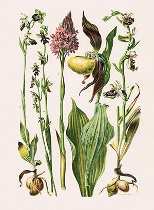 Seller image for Cypripedium calceolus, Anacamptis pyramidalis, Ophrys fuciflora, Ophrys muscifera, Ophrys araneifera - 5 Abbildungen auf 1 Blatt, for sale by Antiquariat Martin Barbian & Grund GbR