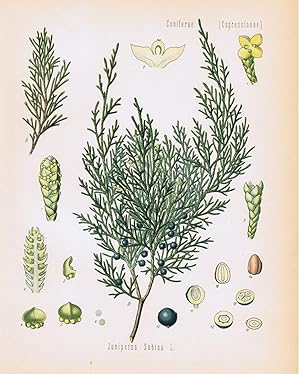 Bild des Verkufers fr Juniperus Sabina L. Sadebaum. Stink-Wacholder. Gift-Wacholder. zum Verkauf von Antiquariat Martin Barbian & Grund GbR