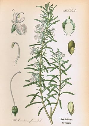 Bild des Verkufers fr Rosmarinus officinalis L., Gebruchlicher Rosmarin, zum Verkauf von Antiquariat Martin Barbian & Grund GbR