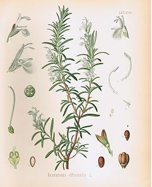 Bild des Verkufers fr Rosmarinus officinalis L. zum Verkauf von Antiquariat Martin Barbian & Grund GbR