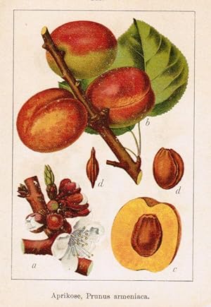 Bild des Verkufers fr Prunus armeniaca. zum Verkauf von Antiquariat Martin Barbian & Grund GbR
