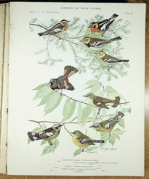 Bild des Verkufers fr BIRDS OF NEW YORK plate 98 Wilson Warbler, Kentucky Warbler, Hooded Warbler, Yellow Breasted Warbler & Maryland Yellow Throat zum Verkauf von Quiet Friends  IOBA