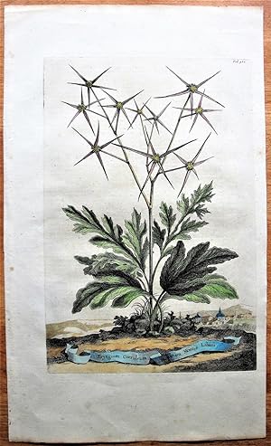 Antique Copperplate Engraving. Botanical- Eryngium Coeruleum