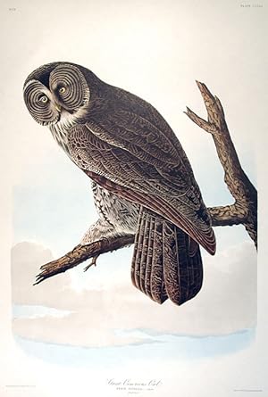 Great Cinereous Owl. From "The Birds of America" (Amsterdam Edition)