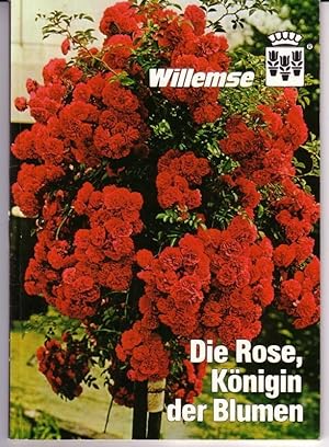 Bild des Verkufers fr Blumenzwiebel-Groversand Willemse Nijmegen Hillegom (NL) - Die Rose, Knigin der Blumen - Inhalt: diverse Rosen, Ratgeber, Hilfen, Hinweise zum Verkauf von GAENSAN Versandantiquariat