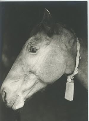 Afrique. Tête de cheval