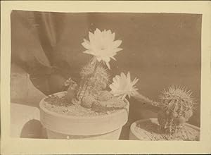 Cactus Fleuries