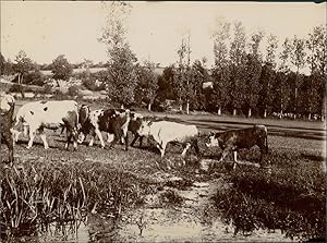 France, Prairie de Courcelles sur Aujon (Haute Marne)