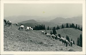 Österreich, Spanische Hofreitschule Wien. Das Lipizzaner Gestüt in Piber