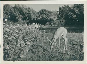 Sudan, Khartoum, A deer