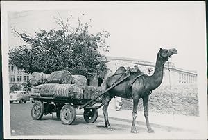 India, Camel transportation at Kanachi (West Bengal)