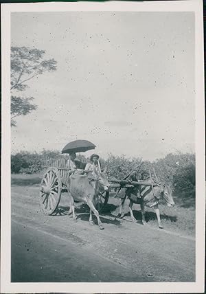 Burma, Rangoon, Natives travelling in an ox-drawn cart