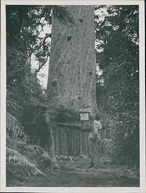 New Zealand, Kauri pine in the forest of Waipoua