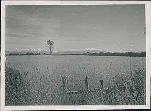 New Zealand, Canterbury Plain