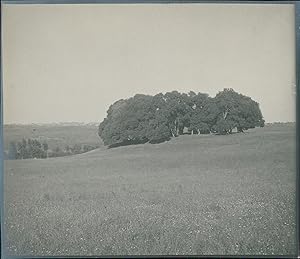 Bild des Verkufers fr Italia, Roma. Via Sacra, ca. 1905 zum Verkauf von photovintagefrance