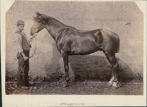 UK, Horse presentation - Chaffinch