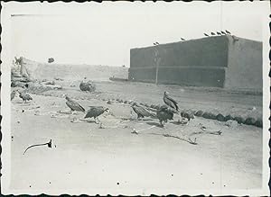 Sénégal, Charognards sur des peaux de bêtes