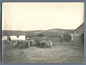 Tunisie, Domaine de Gounal el Bey, Sortie du troupeau de porcs